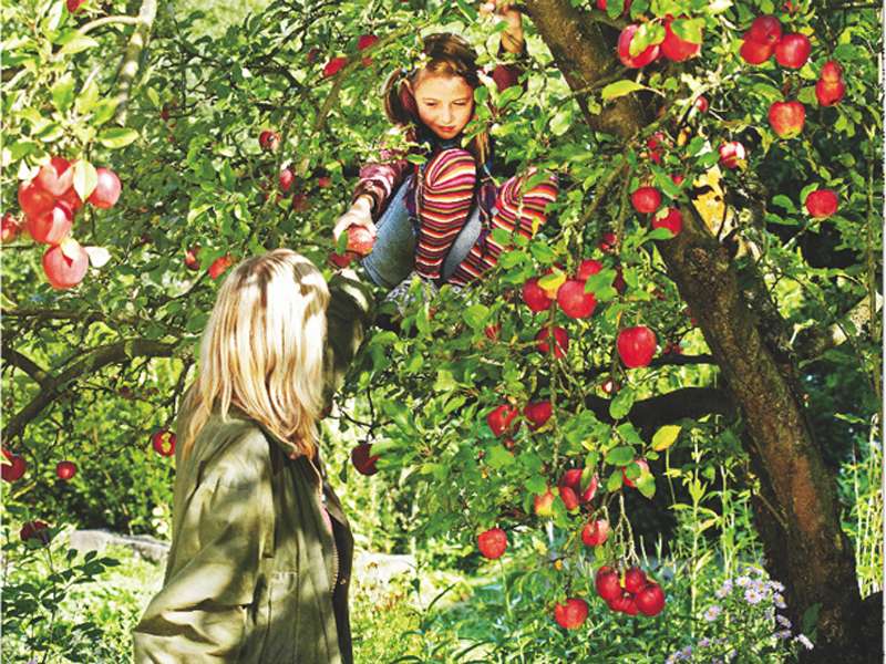 Garten anlegen Kosten Obstbaum