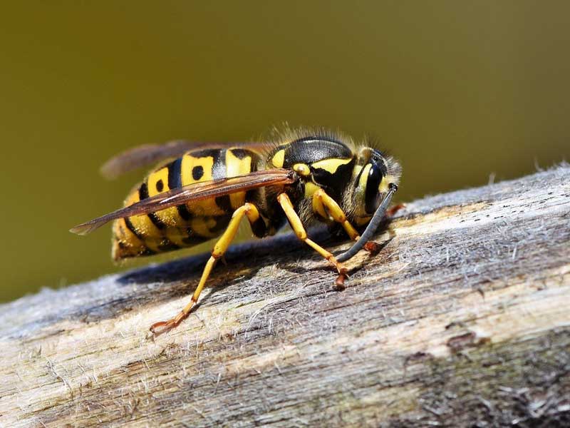 Insektenschutz Tipps gegen Wespen Wespe