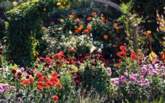 Romantischer Garten Blütenpracht