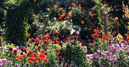 Romantischer Garten Blütenpracht