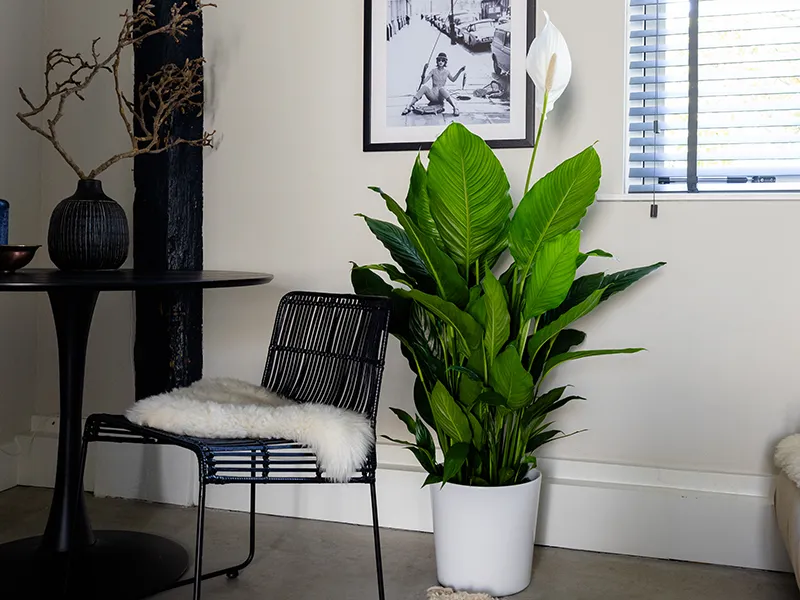 Luftreinigende Spathiphyllum-Zimmerpflanzen von AIR SO PURE