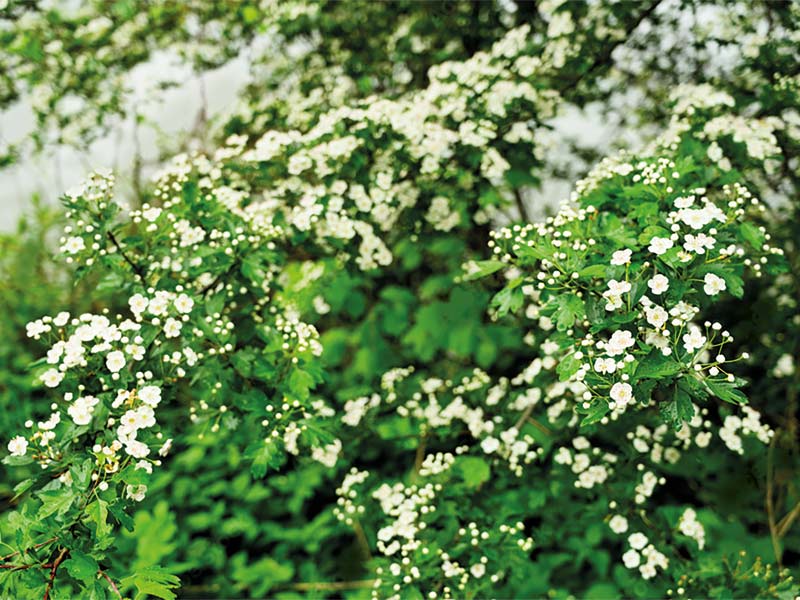 Garten Kosten Weißdornhecke mit vielen kleinen weißen Blüten