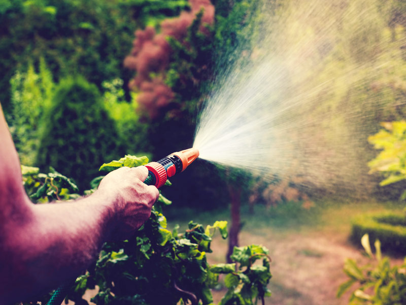 Ein Mann wässert mit einem Gartenschlauch mit Wasserspritze den Garten.